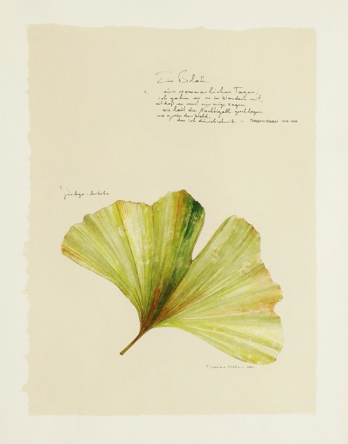 Ein Blatt - Ginkoblatt